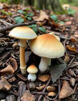 A group of mushrooms on the ground in the woods photo