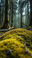 A close up of a moss covered forest floor photo