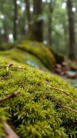 A close up of a moss covered tree photo
