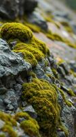 A rock with moss growing on it photo