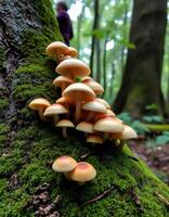 A group of mushrooms growing on a tree photo
