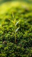 A small plant growing out of a green mossy surface photo