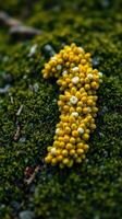 A close up of a yellow flower on the ground photo