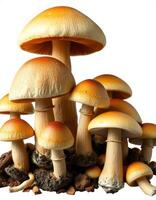 A group of mushrooms on a white background photo