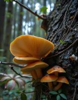 A group of mushrooms growing on a tree photo