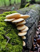 A group of mushrooms growing on a log photo