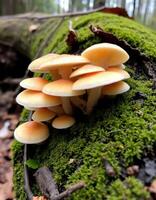 A group of mushrooms growing on a tree branch photo