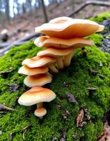 A group of mushrooms growing on a moss covered log photo