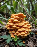 A cluster of mushrooms growing on the ground photo