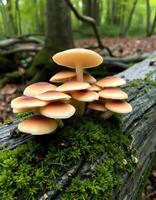 A group of mushrooms sitting on a log in the woods photo