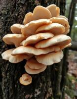 A group of mushrooms growing on a tree photo