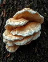 A mushroom growing on a tree trunk photo