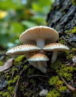 A group of mushrooms growing on a tree photo