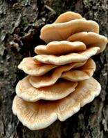 A mushroom growing on a tree trunk photo