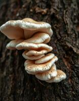 A group of mushrooms growing on a tree photo