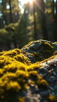 A rock with moss growing on it photo