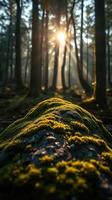 A tree with moss growing on it photo