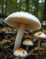 A group of mushrooms in the woods photo