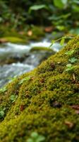 A small stream running through a forest photo