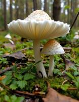 A mushroom in the forest photo