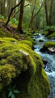 A stream running through a forest with mossy rocks photo