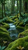 A stream running through a forest with mossy rocks photo