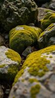 A rock with moss growing on it photo