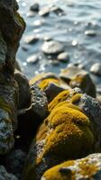 A rock with moss growing on it photo