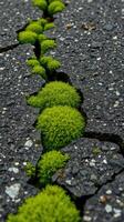 A crack in the road with green moss growing out of it photo