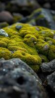 A close up of moss growing on rocks photo