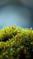 A close up of a green plant with small red flowers photo