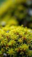 A close up of a green plant with yellow flowers photo