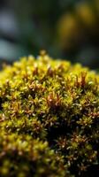 A close up of a green mossy plant photo