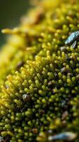 A close up of a green plant with small bugs photo