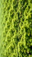 A close up of a green wall with moss photo