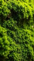 A close up of a green plant with a small flower photo