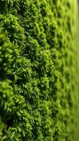 A close up of a green wall with plants photo