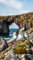 A group of seagulls standing on a rocky shore photo