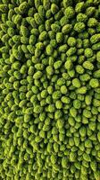Top view of green trees in a forest photo