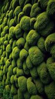 A wall of moss growing on a wall photo