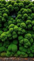 A wall covered in green moss photo