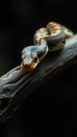 A snake is sitting on a branch photo