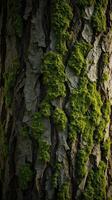 A close up of moss on a tree trunk photo