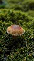 A mushroom is sitting on top of some moss photo
