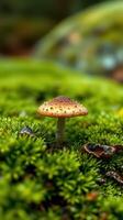 A small mushroom is standing on top of a moss covered ground photo
