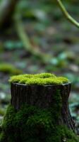 A small green moss covered stump sitting on the ground photo