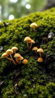 A group of mushrooms growing on a moss covered rock photo