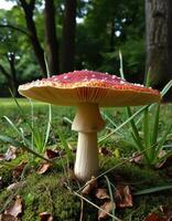 A mushroom on the ground photo