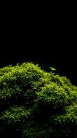A mossy plant on a black background photo