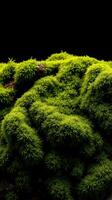 A moss covered rock with a black background photo